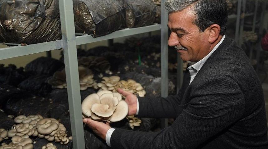 Mersin&rsquo;de Mantar Hasadı Y&uuml;z G&uuml;ld&uuml;r&uuml;yor