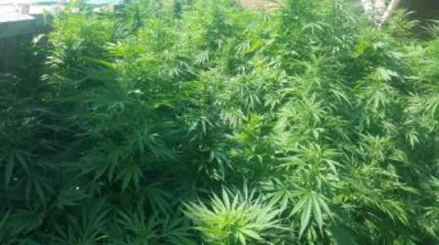 Amcasının Mandırasına Kenevir Eken Şahsa Jandarmadan Operasyon