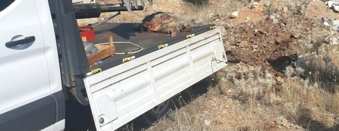 &Ouml;l&uuml; Caretta Caretta Kıyıya Vurdu