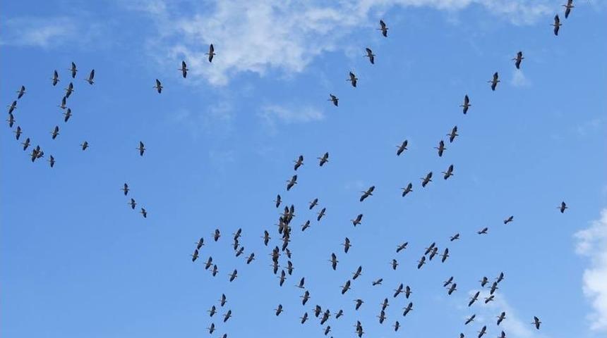 Leyleklerin Erken G&ouml;&ccedil;&uuml; İlgiyle İzlendi