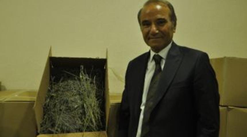 Arguvan Da Lavanta Hasadı Başladı