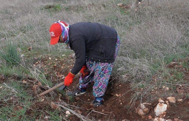 Yanan Ağaçlandırma Sahasına 18 Bin Badem Fidanı Dikildi