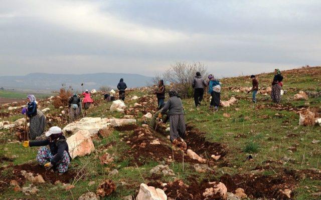 Yanan Ağaçlandırma Sahasına 18 Bin Badem Fidanı Dikildi