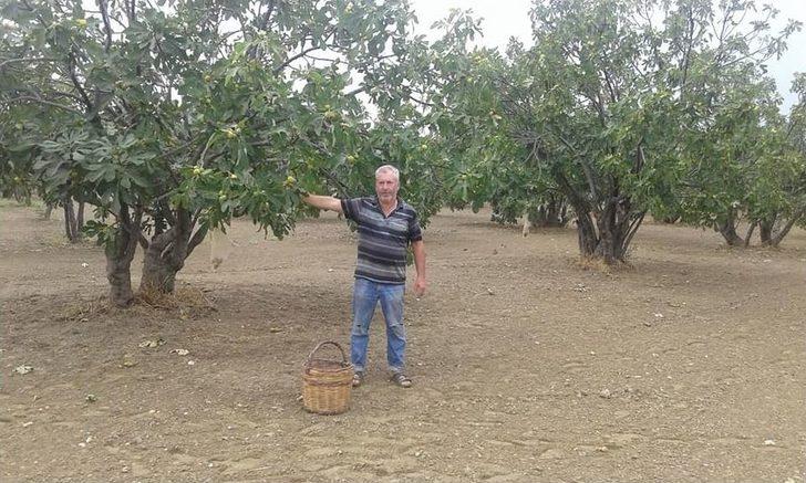 İncir Üreticisini Yaz Yağmurları Vurdu G2