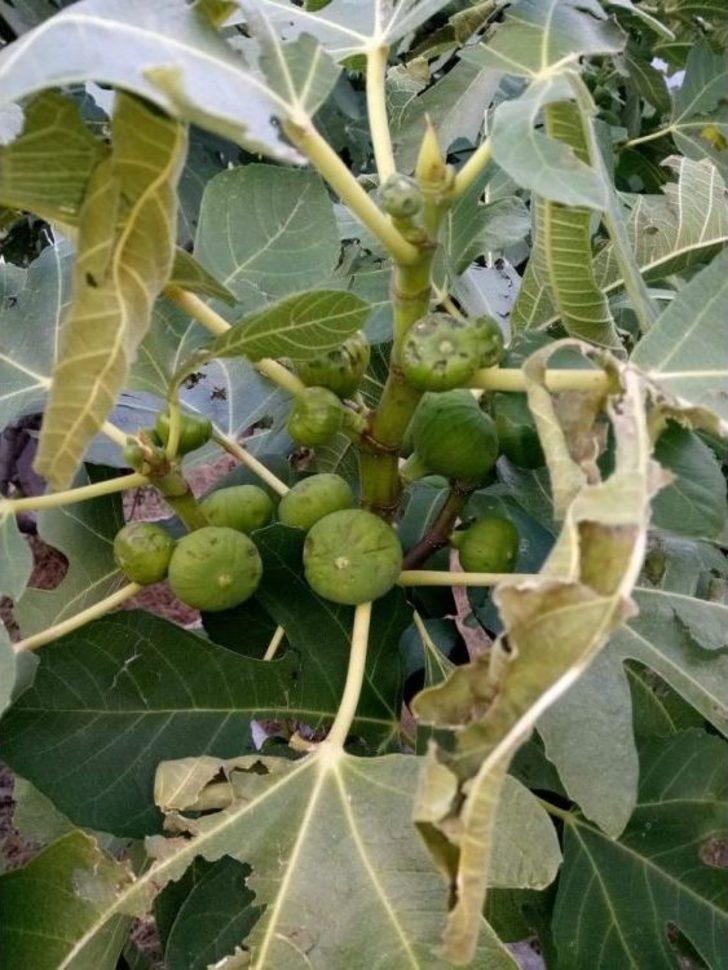 İncir Üreticisini Yaz Yağmurları Vurdu G4