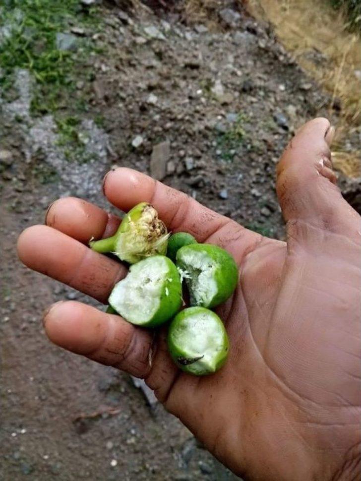 İncir Üreticisini Yaz Yağmurları Vurdu G5