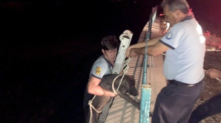 &Ouml;nce Kurtardılar, Sonra Beslediler