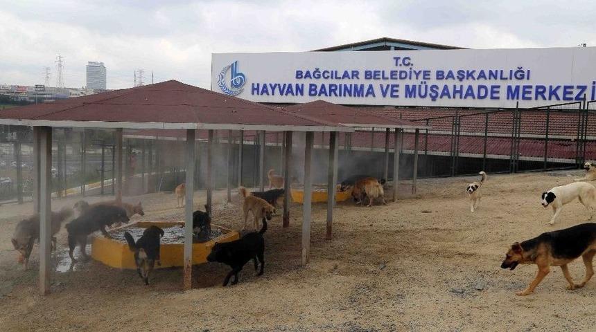 Sıcak Havadan Bunalan Sokak Hayvanları Buharla Serinletiliyor