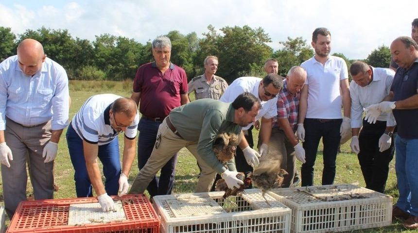 Tekirdağ&rsquo;da 80 S&uuml;l&uuml;n Doğaya Salındı