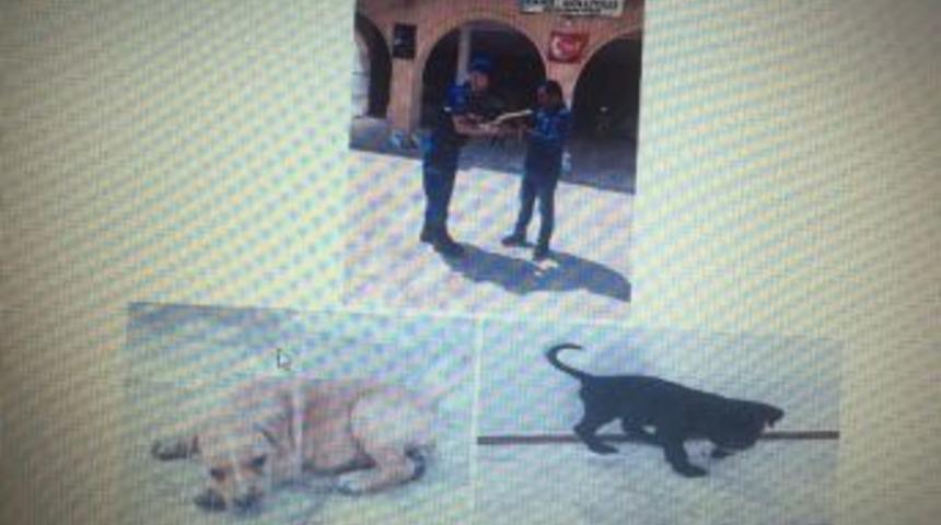 Jandarma K&ouml;pek Hırsızlarını Yakaladı