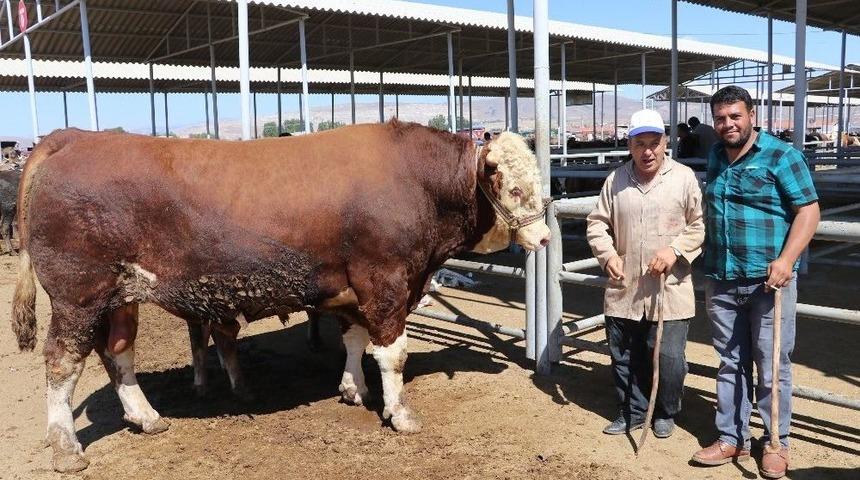1.5 Tonluk Boğa 21.5 Bin Tl’ye Alıcı Buldu
