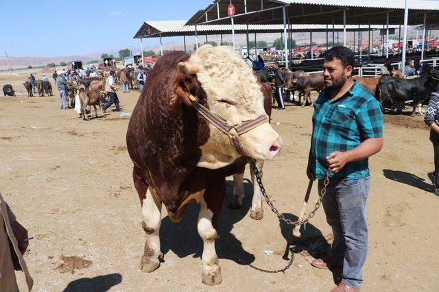 1.5 Tonluk Boğa 21.5 Bin Tl’ye Alıcı Buldu