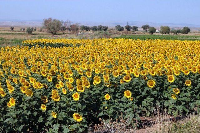 Yozgat’ta Ayçiçeği Ekimi Yaygınlaşıyor