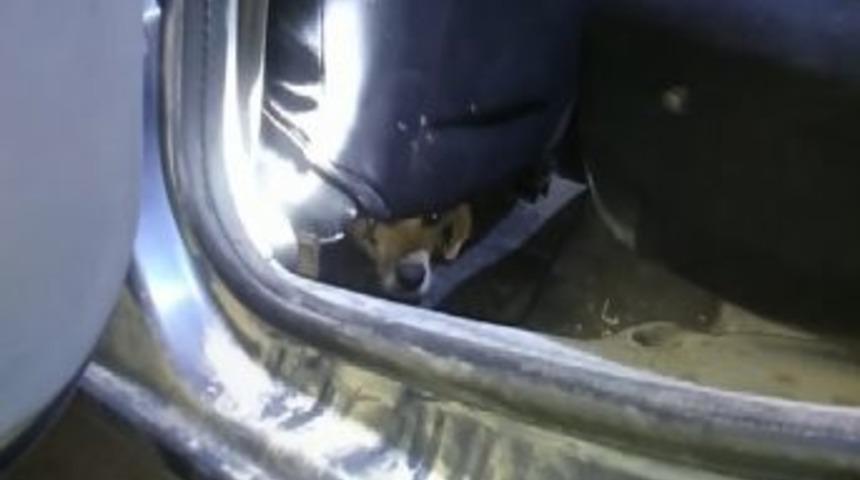 Otomobilin İ&ccedil;inde Sıkışan K&ouml;pek Kurtarıldı