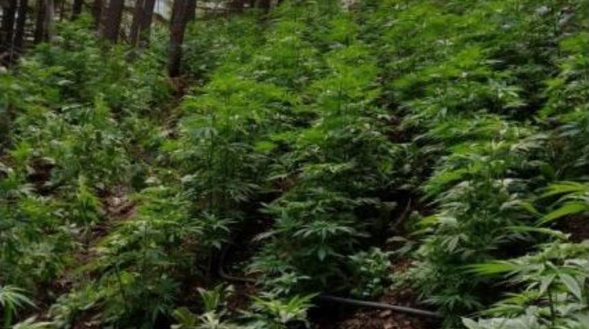 Alanya&rsquo;da 22 Bin 400 K&ouml;k Hint Keneviri Ele Ge&ccedil;irildi