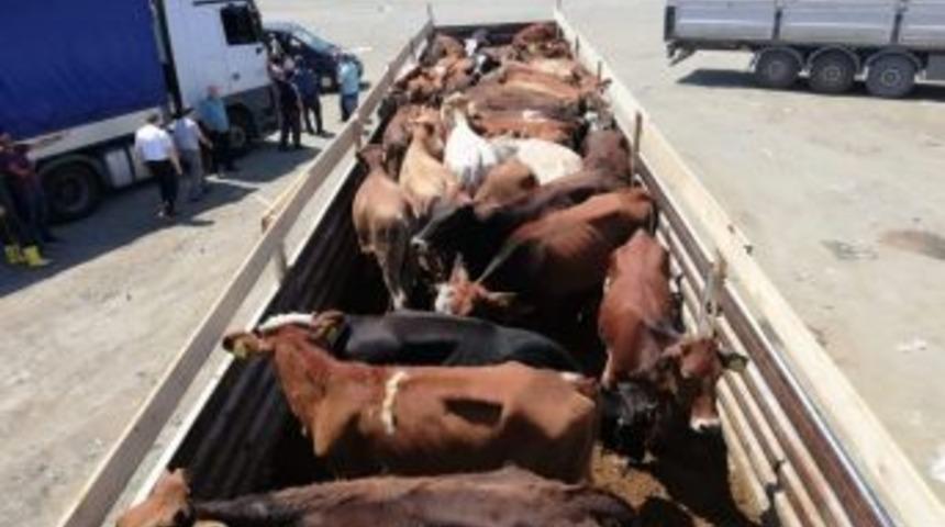 Trabzon&rsquo;da Proje Kapsamında Gen&ccedil; &Ccedil;ift&ccedil;ilere 575 Adet Sığır Dağıtıldı