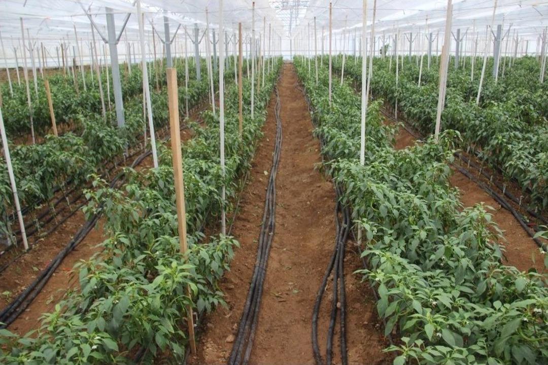 &Ccedil;anakkale&rsquo;de İlk Kez &rsquo;jeotermal Sera&rsquo;da 4 Mevsim Sebzeler &Uuml;retiliyor