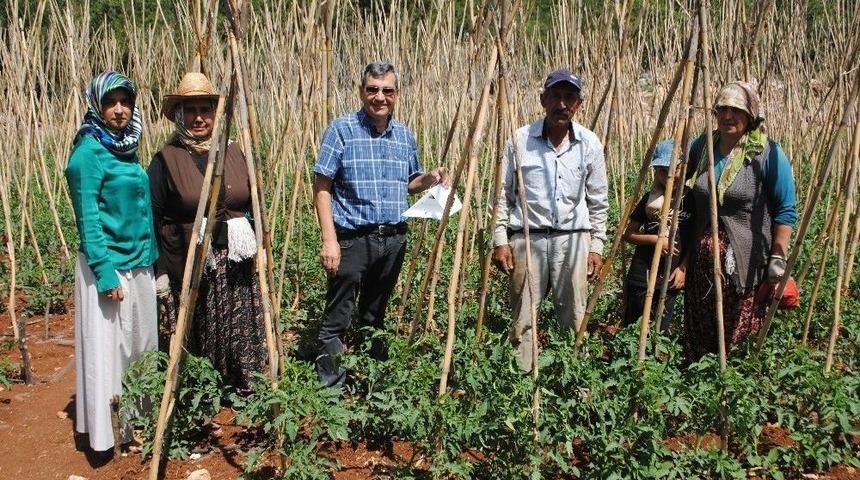 Domates G&uuml;vesi Ve Akdeniz Meyve Sineğine Karşı M&uuml;cadele