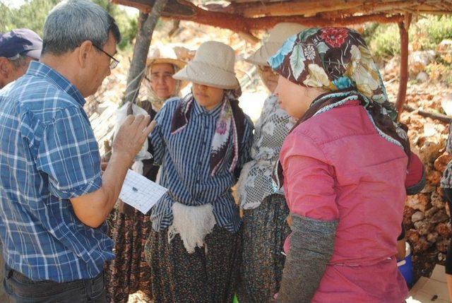 Domates Güvesi Ve Akdeniz Meyve Sineğine Karşı Mücadele