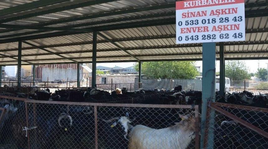 Kurban Pazarı Hareketlendi