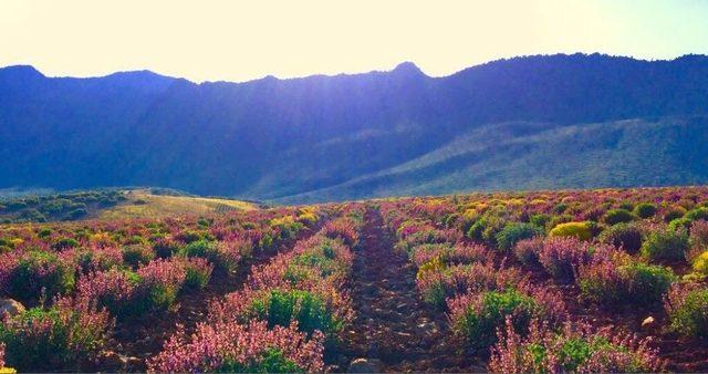 Burdur’da Aromatik Bitkilerin Yağı Çıkartılıyor