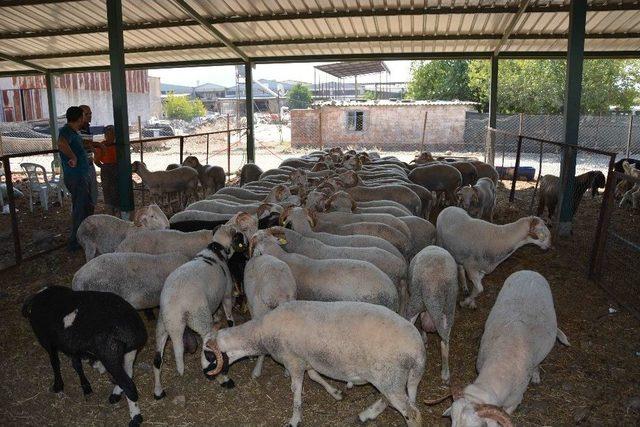 Kurban Pazarı Hareketlendi