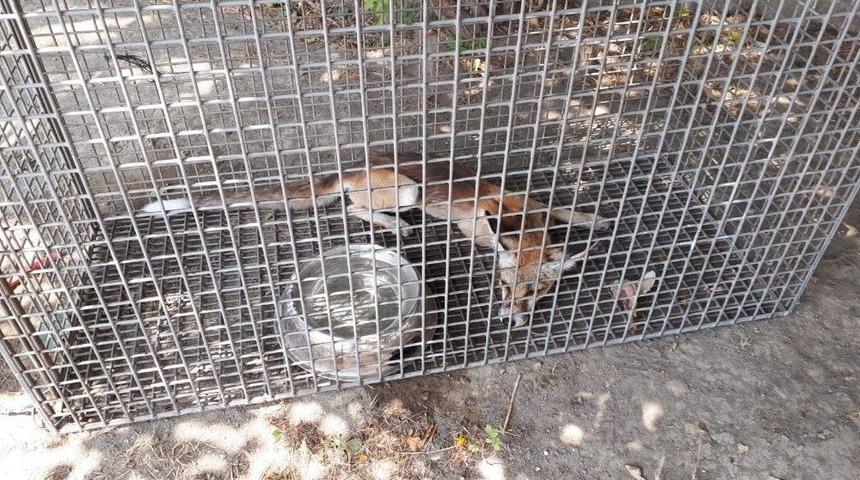 Şehri Birbirine Katan Tilki Yakalandı