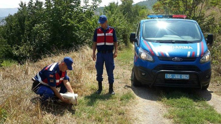 Kanadı Kırık Leyleği Hayata Tutundurmaya Çalıştılar G1