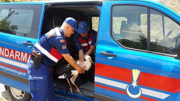 Kanadı Kırık Leyleği Hayata Tutundurmaya Çalıştılar G2