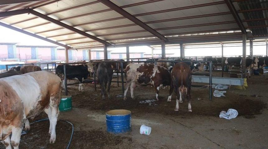 Adıyaman&rsquo;da Kurbanlık Satışları Başladı