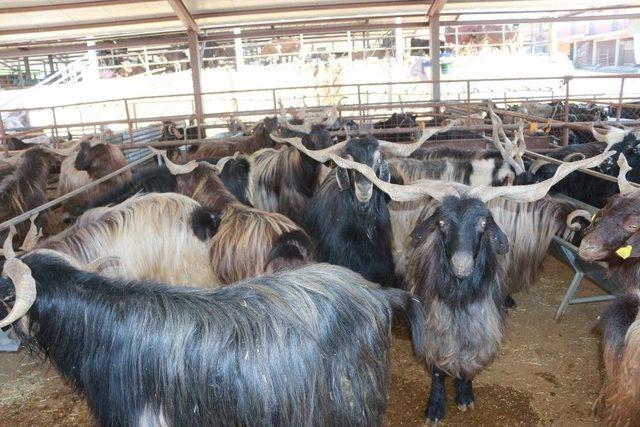 Adıyaman’da Kurbanlık Satışları Başladı