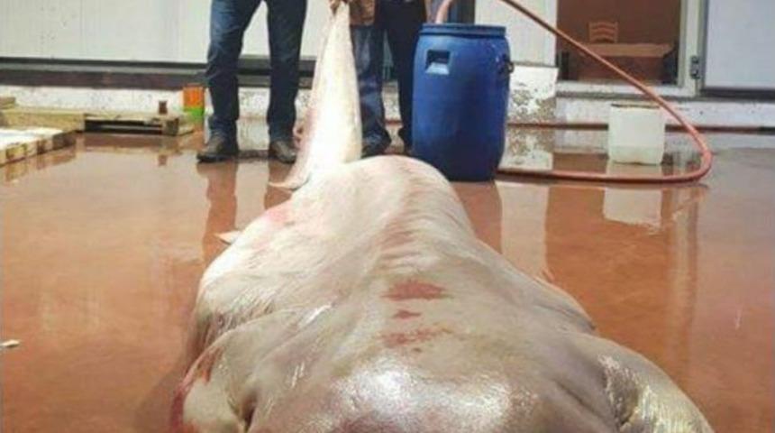 Antalya’da Balıkçıların Ağına Canavar Takıldı