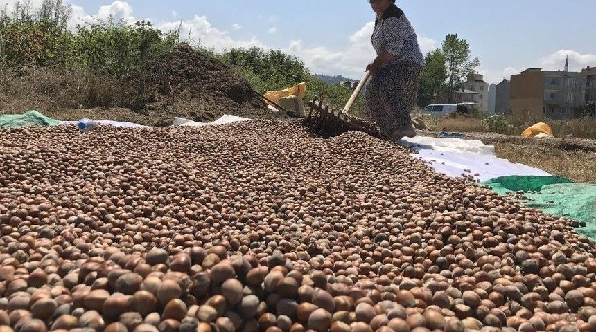 Ordu&rsquo;da Fındık Borsası A&ccedil;ılıyor