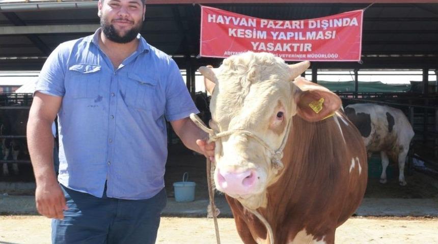 Otomobil Fiyatına Kurbanlık