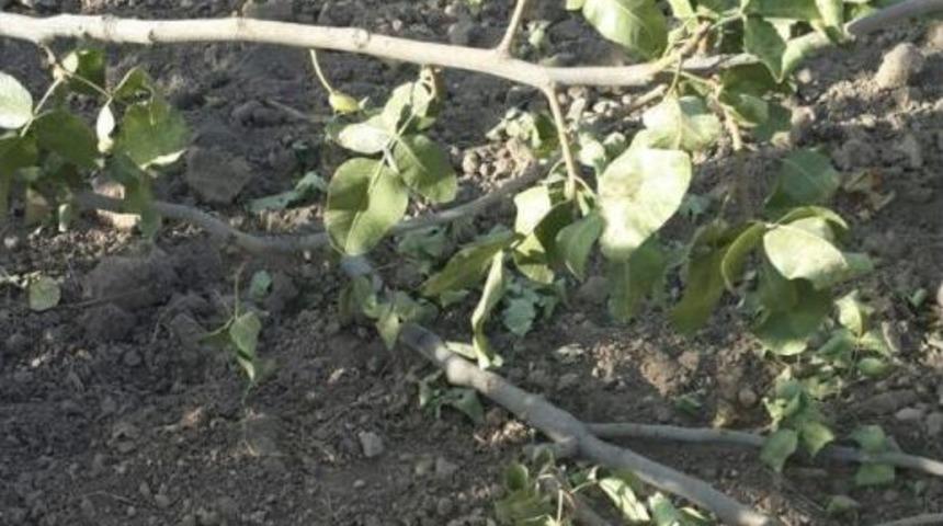 Domuzlar Fıstık Ağa&ccedil;larına Saldırdı