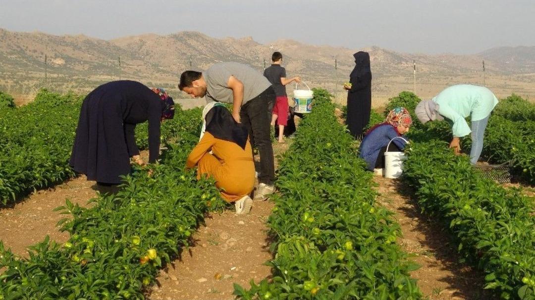 Gerc&uuml;ş&rsquo;te Yerli Ve Organik &Uuml;r&uuml;n Bereketi