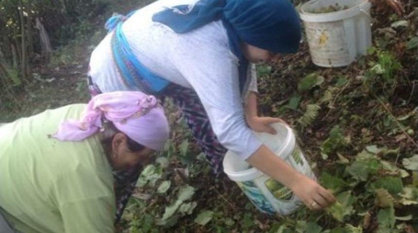 Fındık&ccedil;ının Kendisi Bah&ccedil;ede, Aklı Fiyatta