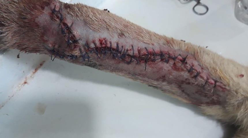 Yaralı K&ouml;pek Tedavi Edildi