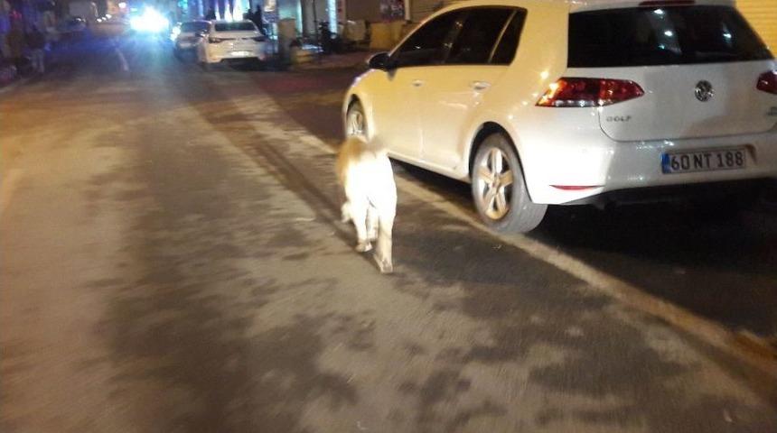 Silvan&rsquo;da Başıboş Dolaşan K&ouml;pekler Korku Salıyor