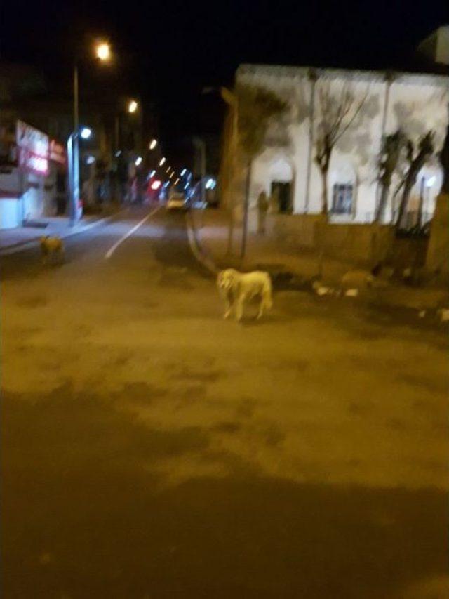 Silvan’da Başıboş Dolaşan Köpekler Korku Salıyor