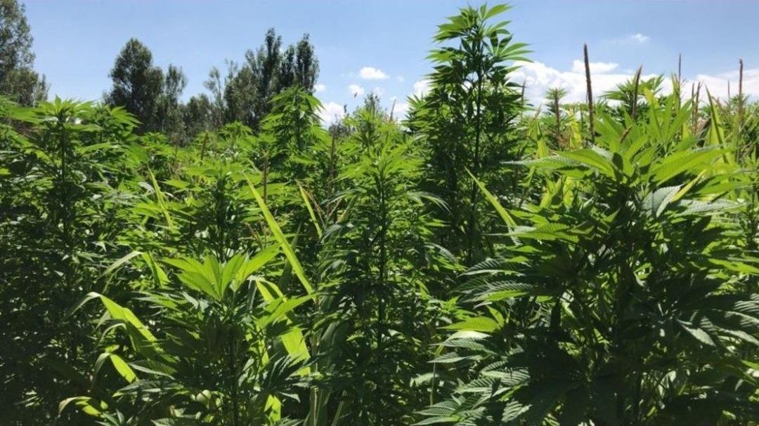 Afyonkarahisar Tarihinin En B&uuml;y&uuml;k Uyuşturucu Operasyonu