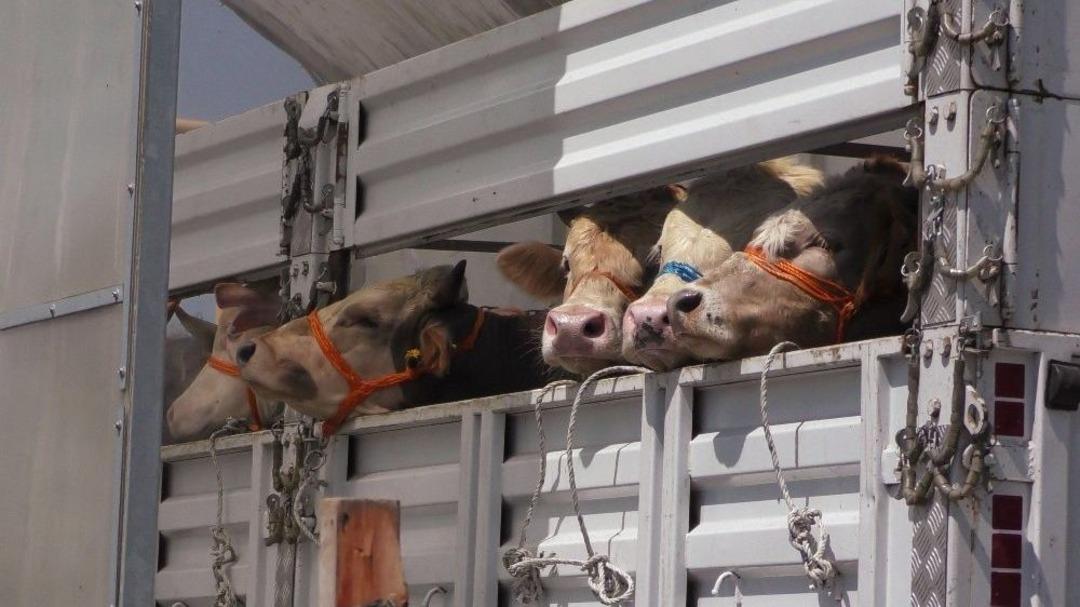 Batı&rsquo;ya Kurban Sevkiyatı Başladı