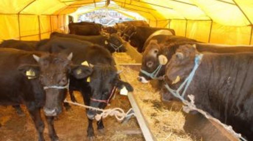 Kurban Kesim Kurallarına Uymayana 3 Bin 150 Tl&rsquo;ye Kadar Ceza Kesilecek