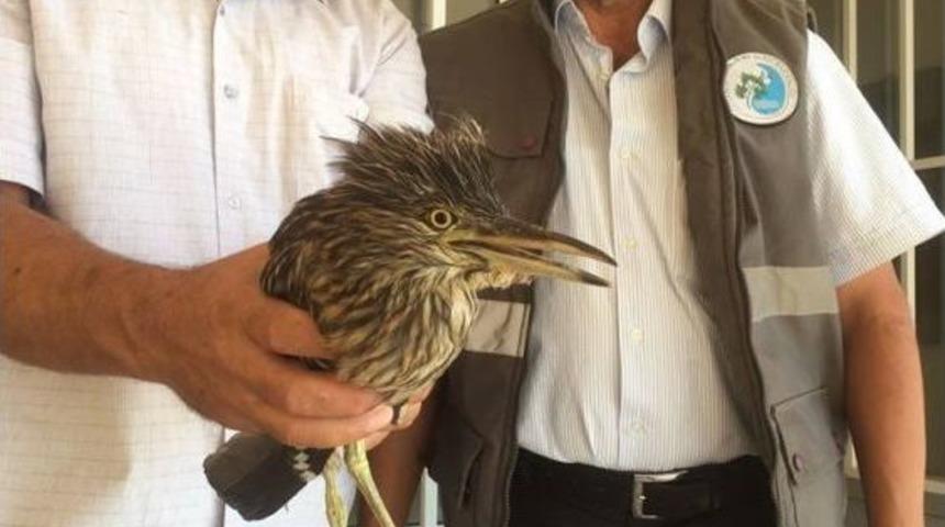 Yaralı Balan Kuşu Tedavi Altına Alındı