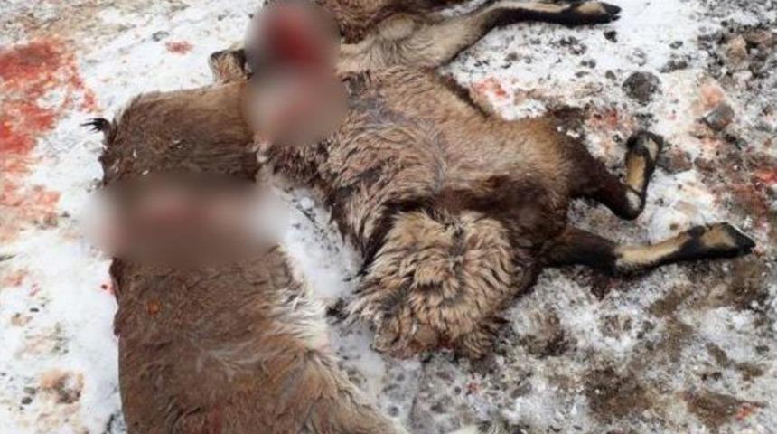 Koruma Altındaki Ke&ccedil;ileri Vurdular, Su&ccedil;&uuml;st&uuml; Yakalandılar