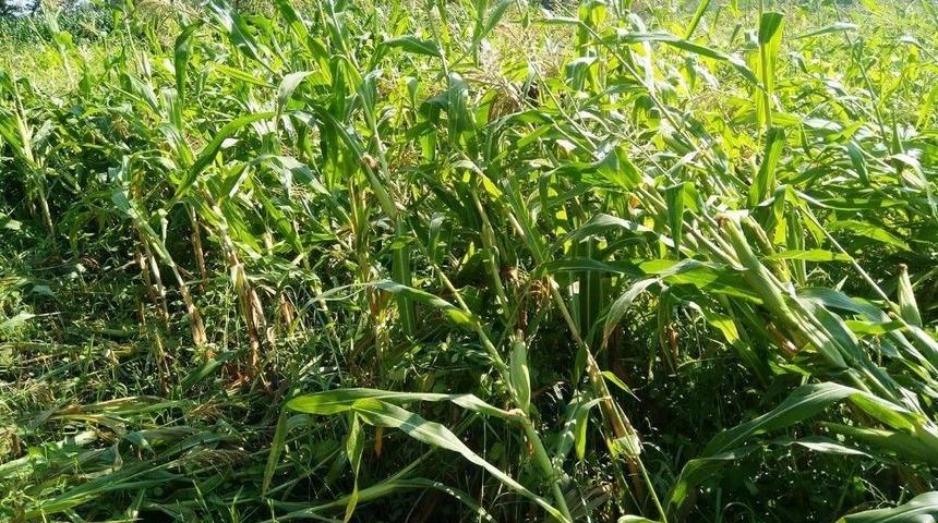 Yağmur Ve Dolu, Meyve Ağa&ccedil;ları İle Sebze Fidelerine Zarar Verdi