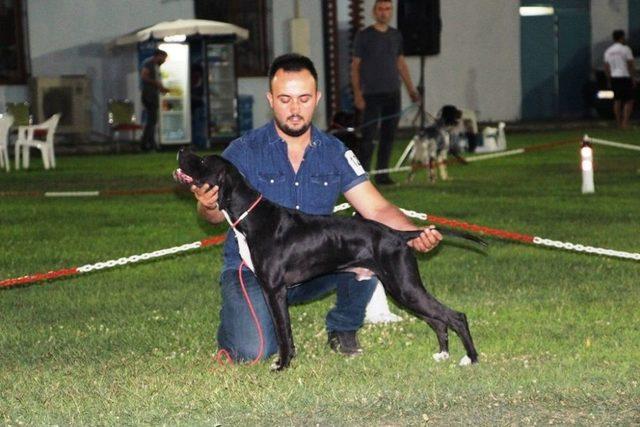 Köpekler Birincilik İçin Yarıştı