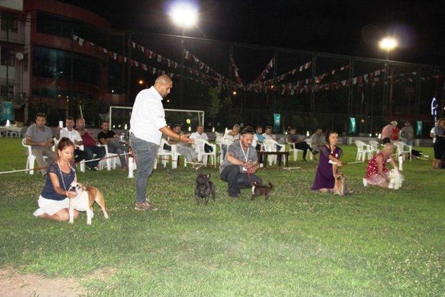 Köpekler Birincilik İçin Yarıştı