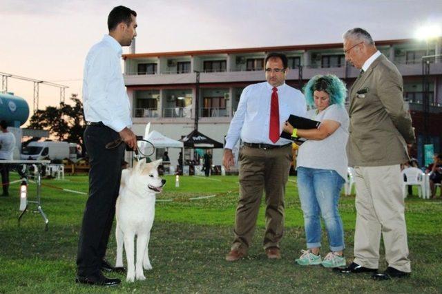 Köpekler Birincilik İçin Yarıştı