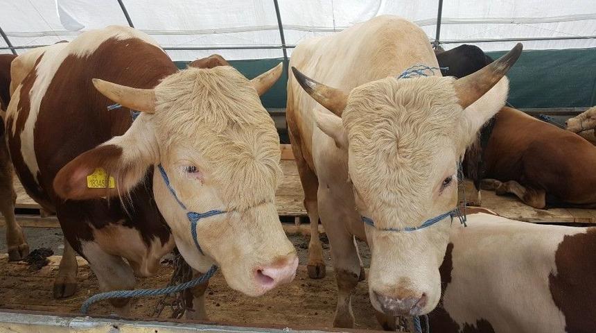 İstanbul’a Gelen Kurbanlıkların Satışı Başladı